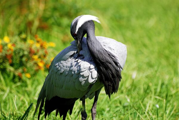 Demoiselle Crane bird For Sale