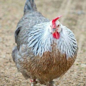 Silver Dorkings Chicken For sale