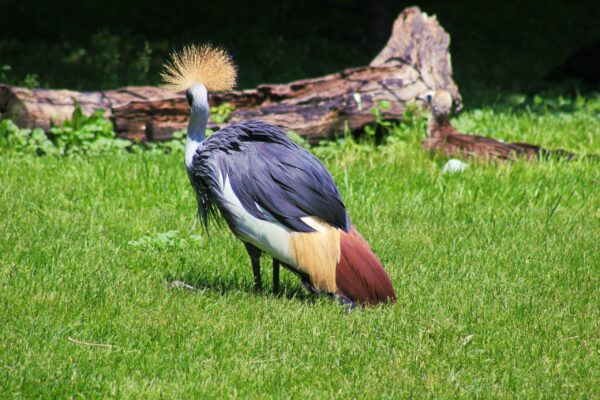 East African Crowned Crane - Image 2