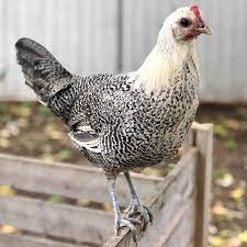 Egyptian Fayoumis Chickens For Sale