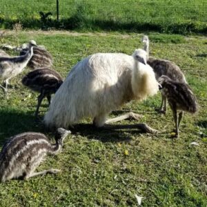 Emus chicks for Sale