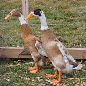 Fawn and White Runner Duck For Sale