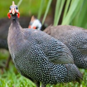 French Guinea Fowl For Sale