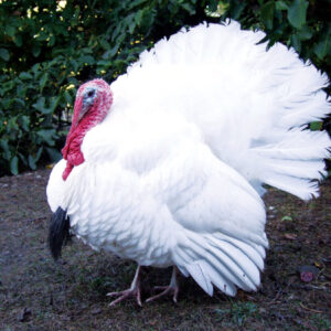 Giant White Turkeys For Sale