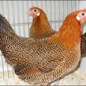 Golden Campines Chickens For Sale