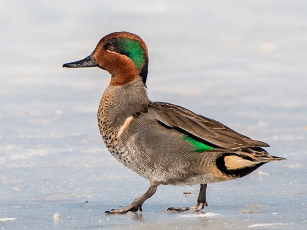 Green Winged Teal Duck For Sale