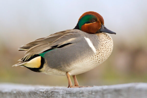 Green Winged Teal Duck - Image 2