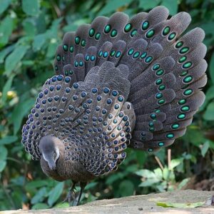 Grey Peacock Pheasants For Sale