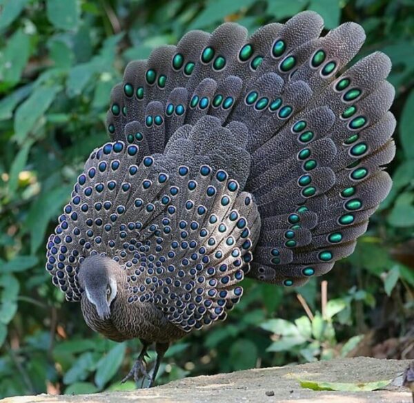 Grey Peacock Pheasants For Sale