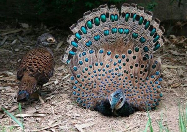 Grey Peacock Pheasants - Image 2