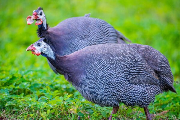 Buy Guinea Fowl Royal Purple For Sale - Image 2