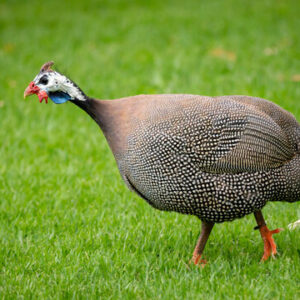 Buy Guineas Fowl For Sale