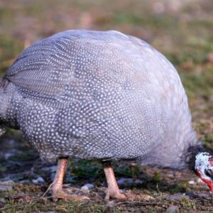 Hatchery Pearl Guineas For Sale