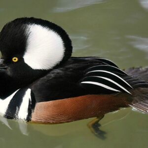 Hooded Merganser Duck For Sale