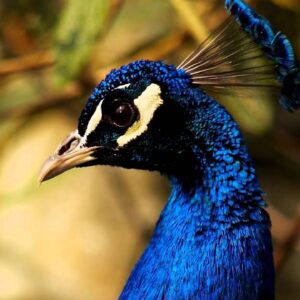 India Blue Peafowl For Sale