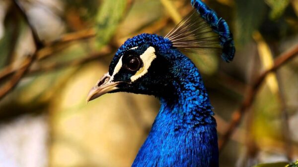India Blue Peafowl For Sale