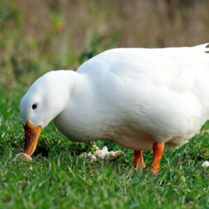 Jumbo Pekin Duck for sale 