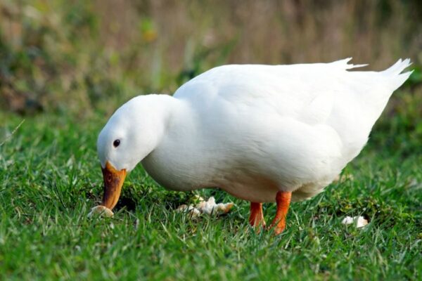 Jumbo Pekin Duck for sale 