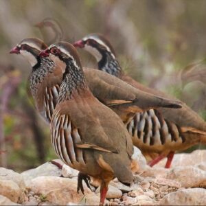 Barbary Partridge For sale