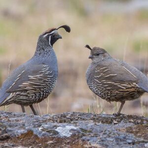 Blue Scale Quail For Sale