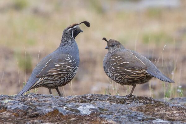 Blue Scale Quail For Sale