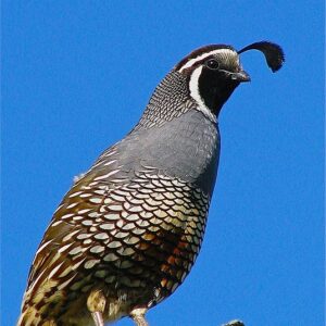 California Valley Quail For Sale