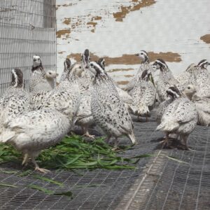 Snowflake Bobwhite Quail For Sale