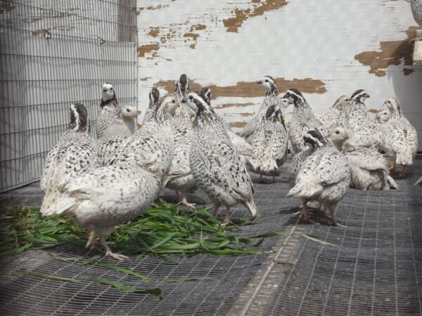Snowflake Bobwhite Quail For Sale