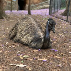 Kangaroo Island Emus for sale