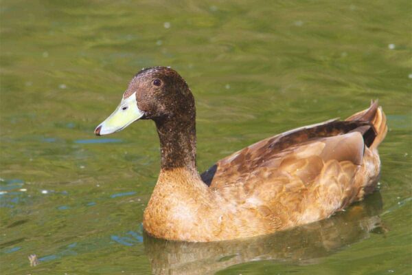 Buy Khaki Campbell Duck FOR SALE - Image 2