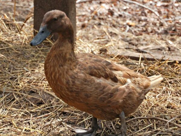 Buy Khaki Campbell Duck