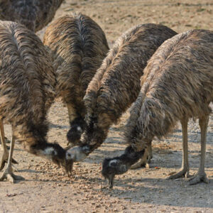 King Island Emus for sale