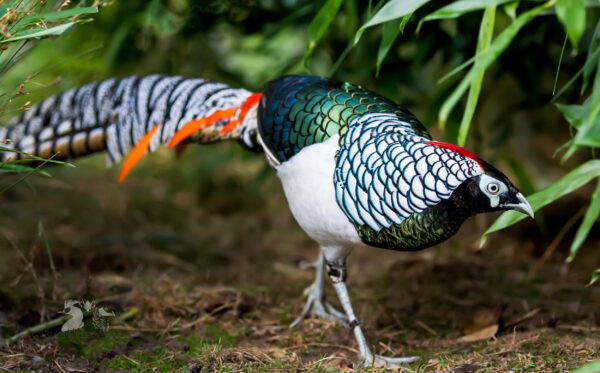 Lady Amherst Pheasants For Sale