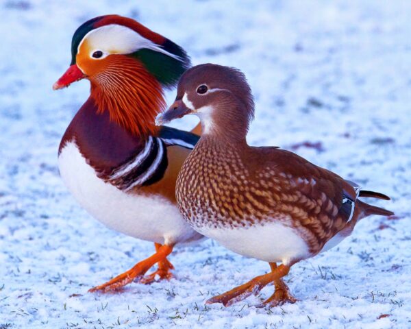 Mandarin Ducks - Image 2