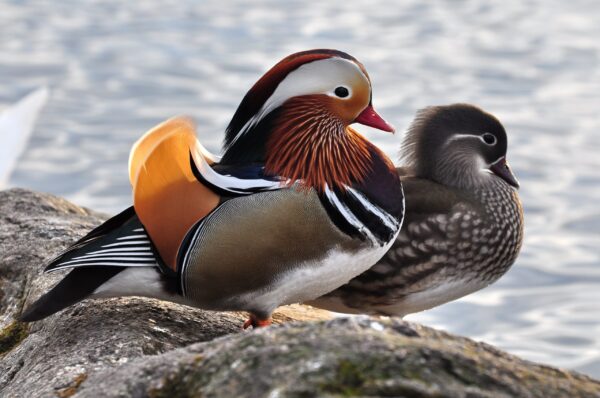 Mandarin Ducks for Sale