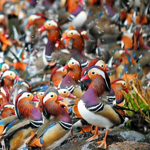 Mandarin Ducks - Chicks - Image 2