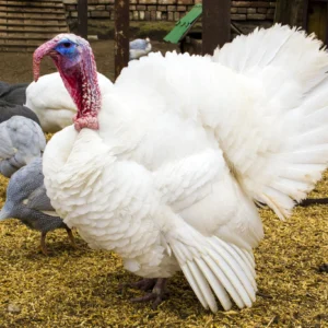 Midget White Turkeys For Sale