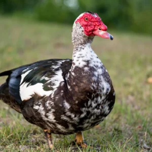 Black Muscovy Duck for sale