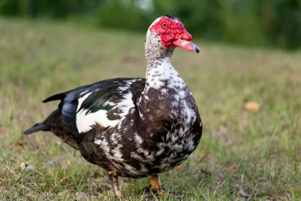 Black Muscovy Duck for sale