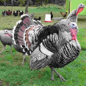 Narragansett Turkeys For Sale Near Me