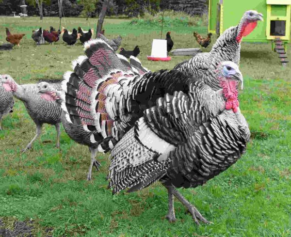Narragansett Turkeys For Sale Near Me