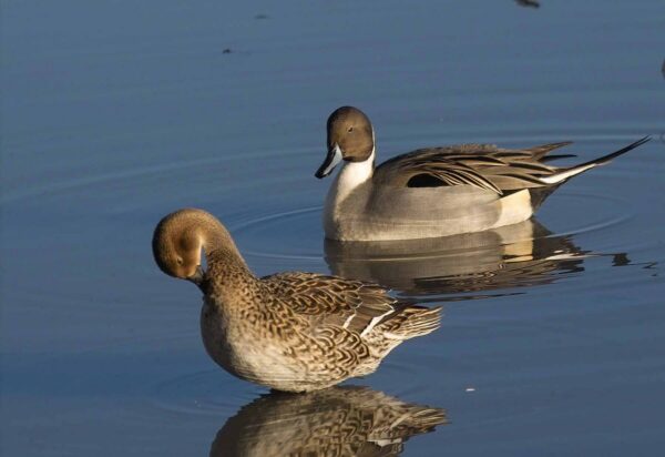 North American Pintail Duck - Image 2