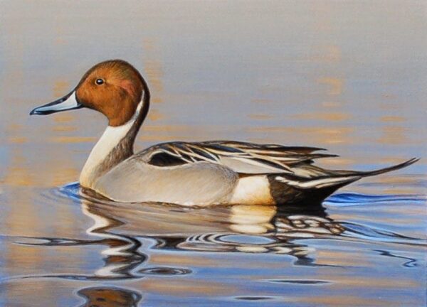 North American Pintail Duck For Sale