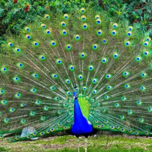 PEAFOWL JUVENILE For Sale