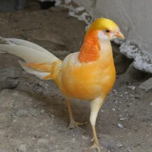 Peach Golden Pheasant For Sale Near Me