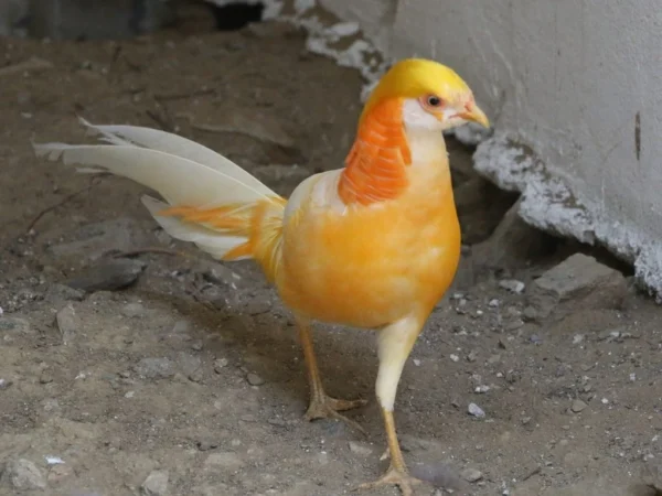 Peach Golden Pheasant For Sale Near Me