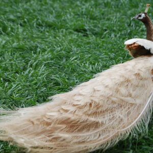 Peach Pied Peafowl For Sale