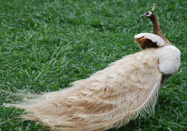 Peach Pied Peafowl For Sale