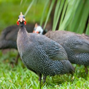 Pearl Guineas Fowl For Sale