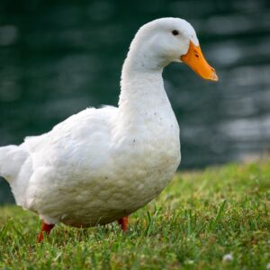 Pekin Duck For Sale